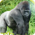 Gorilla | AMAZING ANIMALS - Yo
