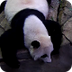 Giant Panda Cam