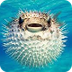 Puffer fish Facts