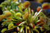 Plantes carnívores