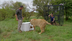 Social, Smart, Lions!