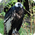 Andean condor - Wikipedia