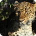 Adopt an Amur Leopard
