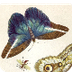 Butterflies & Bugs 4 Kids