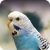Parakeet Birds 1