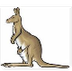 Baby kangaroo (joey) jumps out