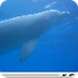 Dofí­ mular - 