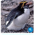 Antarctic penguins
