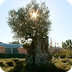 Un olivo de más de 1.600 años 