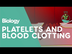 Platelets & Blood Clotting | B