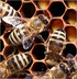 Mysterious honeybee deaths dri