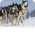 Iditarod Dog Breeds