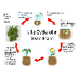 2nd Grade Plant Life Cycle Fla