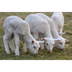 Ventes d'agneau à Pâques