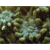Coral Reef Ecosystem - YouTube