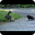 Mama Duck Fights Crows 