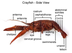 Lab 20 - Crayfish Dissection