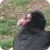 Condor