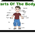 Body Parts For Children with s