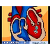 Sistema Circulatorio - YouTube