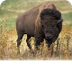 American Bison | National Geog