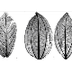 Computers Analyze Leaf Fossils