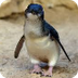 Funny blue penguins - YouTube