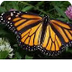 Monarch Butterflies- Symbaloo 