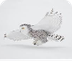 Snowy Owl