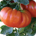 Amana Orange Tomato