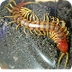 Centipedes And Millipede