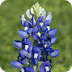 Bluebonnet