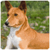 Basenji
