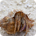 How to Care for Hermit Crabs: 