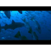 Roboshark 6 Whale Sharks