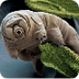 The Most Extreme - Water Bear 