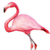 Flamingo Info.