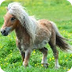 Mijn dier: een pony