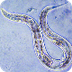 Phylum - Nematoda (roundworms)