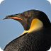 Emperor penguins