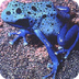 Poison Frog--San Diego Zoo 