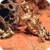 Thorny Devil - Reptiles
