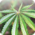 DrugFacts: Marijuana | Nationa