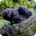 Mountain Gorilla Rising
