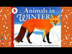 Animals in Winter - A Read Wit