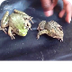 Difference between frog and to