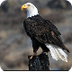 About Bald Eagles 