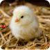 Let's Learn about Baby Chicks
