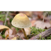 paddenstoelenprenten