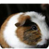 Guinea Pig (Cavia Porcellus) -